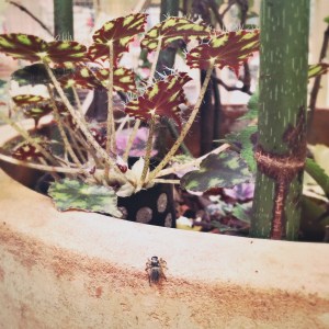 B. bowerae hybrid (Foliage) - Grower: Lauren Keim