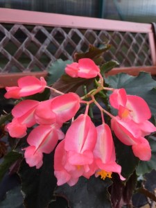 B. Irene Nuss (Flowers) - Grower: Jan Wood