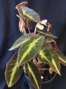 B. listada (Foliage) - Grower: Norm Gerraty