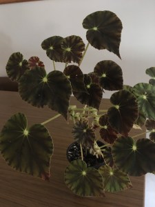 B. Mazea Nigrans (Foliage) - Grower; Sheila Nash