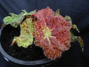 B. Miss Melbourne (rhizo) (Foliage) -Grower: Peg Moyle