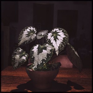 B. Rex Putz (Foliage) - Grower: Lauren Keim