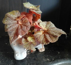 B. Rhizome 'Cowardly Lion' (Foliage) - Grower: Kevin Butterworth