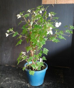 B. Semi-Tuberous 'Dregii' (Flowers) - Grower: Vicki Russell