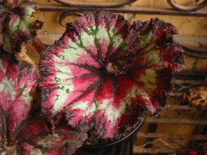 B. Unknown Rex (Foliage) - Grower: Peg Moyle