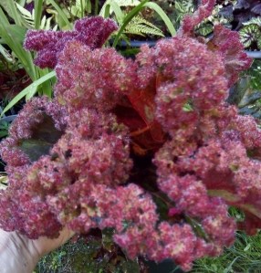 B.'The Fuzz' (Foliage) - Grower: Jill Canton