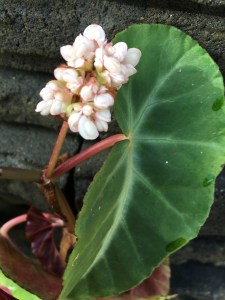 B angularis var compta (Flower) - Grower: J Wood