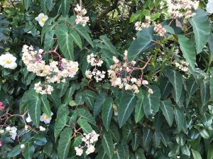 B anuglaris var angularis (Flower) - Grower: R Cocks