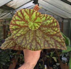 B Cowardly Lion (Foliage) - Grower: O Bicer