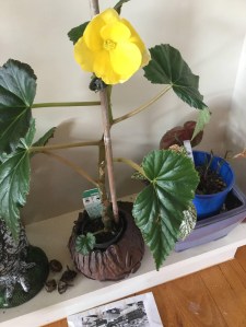 B Ever-flowering hybrid (Flower) - P FisherGrower: