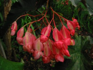 B Irene Nuss (Cane) (Flower) - Grower: B Moyle