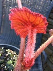 B robusta (Foliage) - Grower: J Wood