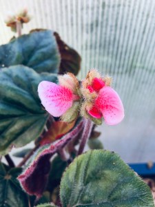 B scharfii (Flower) - Grower: J Wood