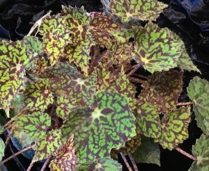 B. Bright Eyes - (Foliage) - Grower: J Randle