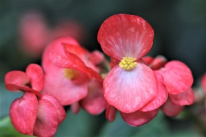 B. 'Dragon Wings Red' (Flower) - Grower: K Jenvey