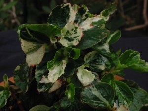 B. Painted Lady (Semp) (Foliage) - Grower: P Moyle