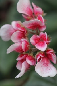 B. scharffii (Flower) - Grower: K Jenvey