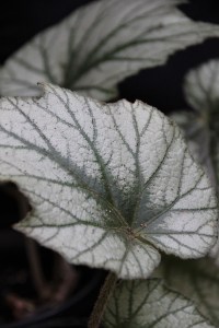 B. 'Silver Cloud' (Foliage) - Grower: K Jenvey