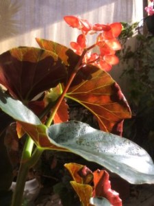 B. Fireball 2 (Foliage) - Grower: L Johnson