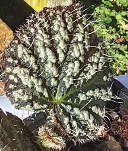 B Unknown (Foliage) - Grower: J Canton