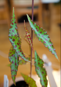 B. amphioxus (Foliage) - (Grower; D Minton)