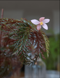 B. bipinnatifida (Flowers) - (Grower: K Lin-Wilmoth)