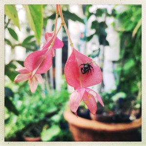 B. (cane hybrid) (Flowers) - (Grower: L Keim)