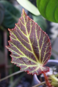 B. Chloroneura (Foliage) - (Grower: S Hosler)