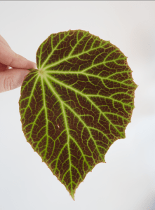 B. chloroneura (Foliage) - (Grower: D Minton)