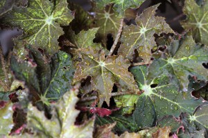 B. 'Cleopatra' (Foliage) - (Grower: K Jenvey)