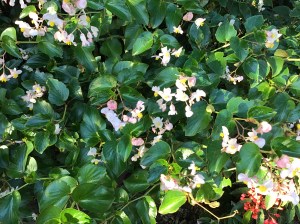 B. cucullata (Flowers) - (Growe: J Randle)