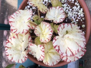 B. ‘Lemon Candy’ (Foliage) - (Grower: J Wood)