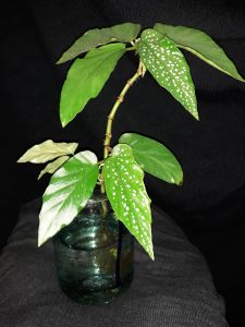 B. hybrida 'White Showers' (Foliage) - (Grower: J Carpenter)