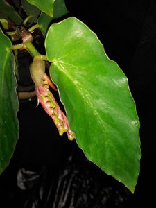 B. hybrida 'White Showers' (Foliage) - (Grower: J Carpenter)