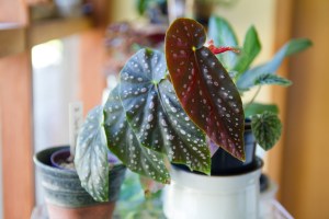 B. 'Jack Samuel' (Foliage) - (Grower: L Wong)