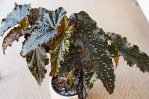 B. 'Little Miss Mummey' (Foliage) - (Grower: L Wong)