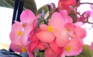 B. Megawatt Pink (Flowers) - (Grower: J Randle)