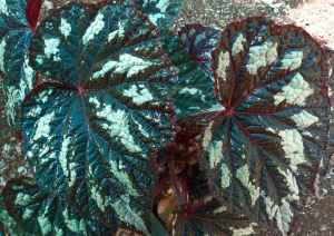 B. Memoir (Foliage) - (Grower: J Canton)