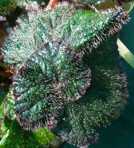 B. Rex Unknown (Foliage) - (Grower: J Canton)