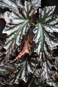 B 'Black Magic' (Foliage) | [Grower: K Jenvey]