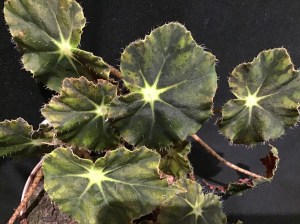 B Black Watch (Foliage) | [Grower: J Randle]