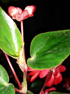 B Dragon Wings red (Shrub-like) (Flowers) | [Grower: J Carpenter]