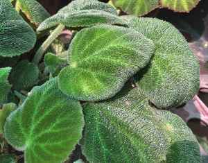 B Eric Catterall (Foliage) | [Grower: J Canton]