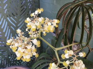 B luxurians (Flowers) | [Grower: J Randle]