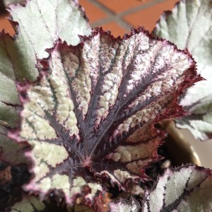 B 'Nordic Glacier' (Foliage) | [Grower: L Keim]