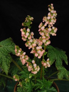B One-Day Cricket (rh) (flowers) | [Grower: P Moyle]