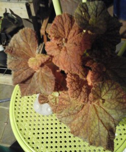 B Rhizome Cowardly Lion (Foliage) | [Grower: K Butterworth]