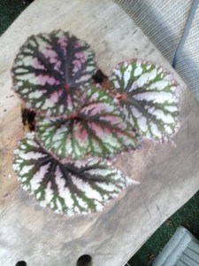 B Rex unknown (Foliage) B Rhizome Cowardly Lion (Foliage) | [Grower: K Butterworth]