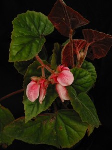 B Sharfii (shrub-like) (flowers) | [Grower: B Moyle]