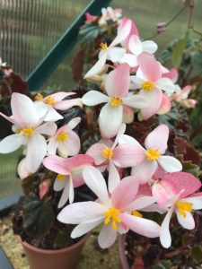 B unknown (Flowers) | [Grower: J Wood]